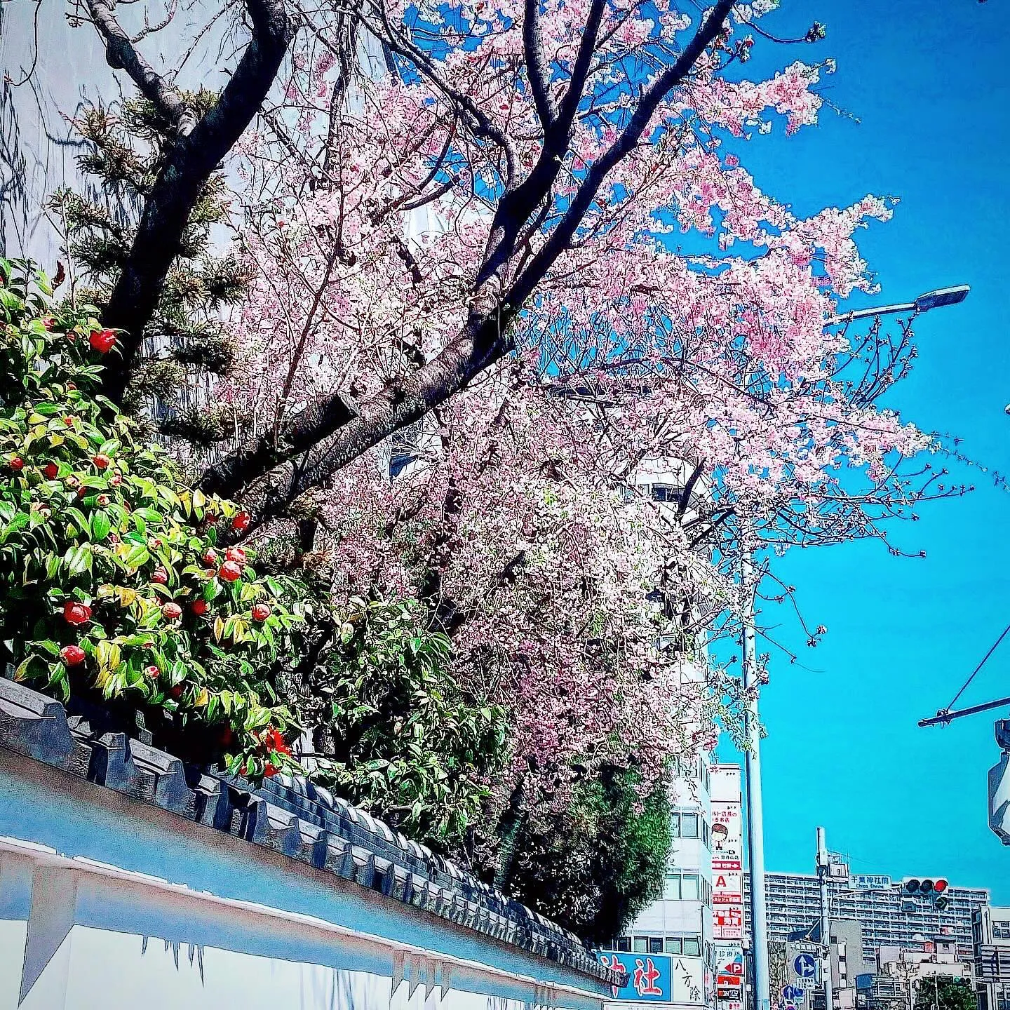 こんにちは☀️