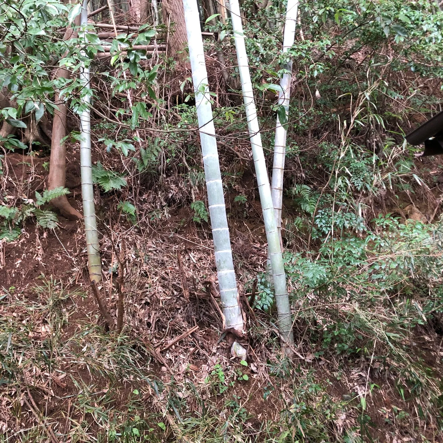 千葉県千葉市でリフォームを手掛けている株式会社エスハウスドッ...